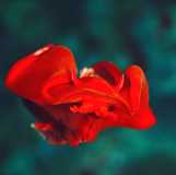 underwater